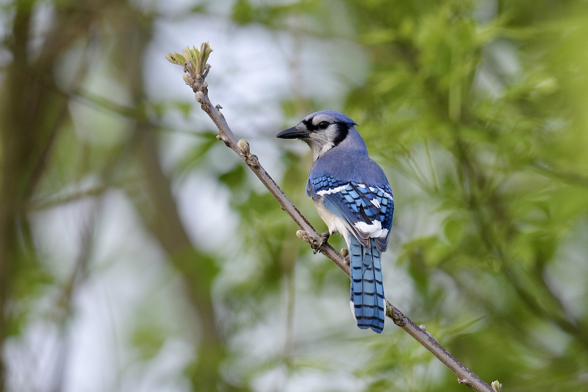 Blue Jay - ML618035303