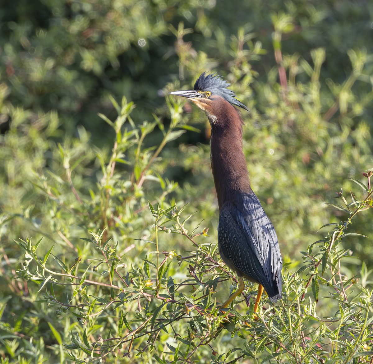 Green Heron - barbara taylor