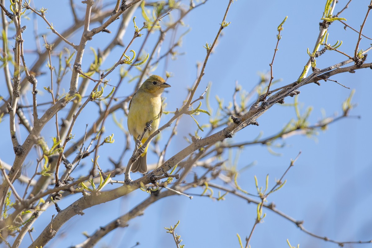 Summer Tanager - Michael Sadat