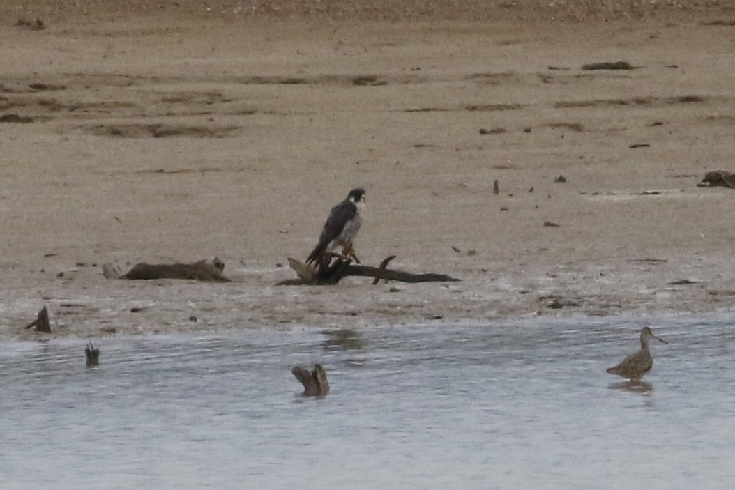 Эгэл шонхор - ML618035339