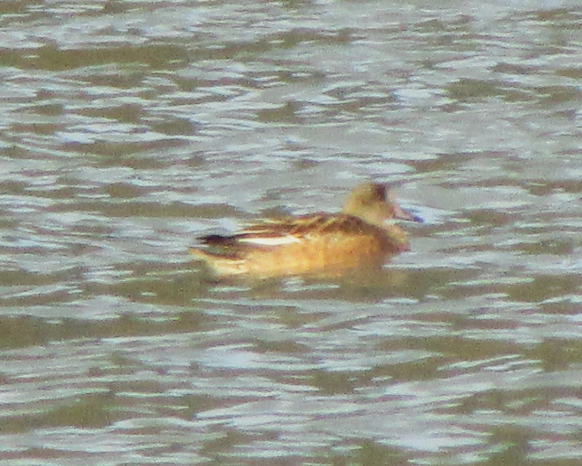 American Wigeon - ML618035358