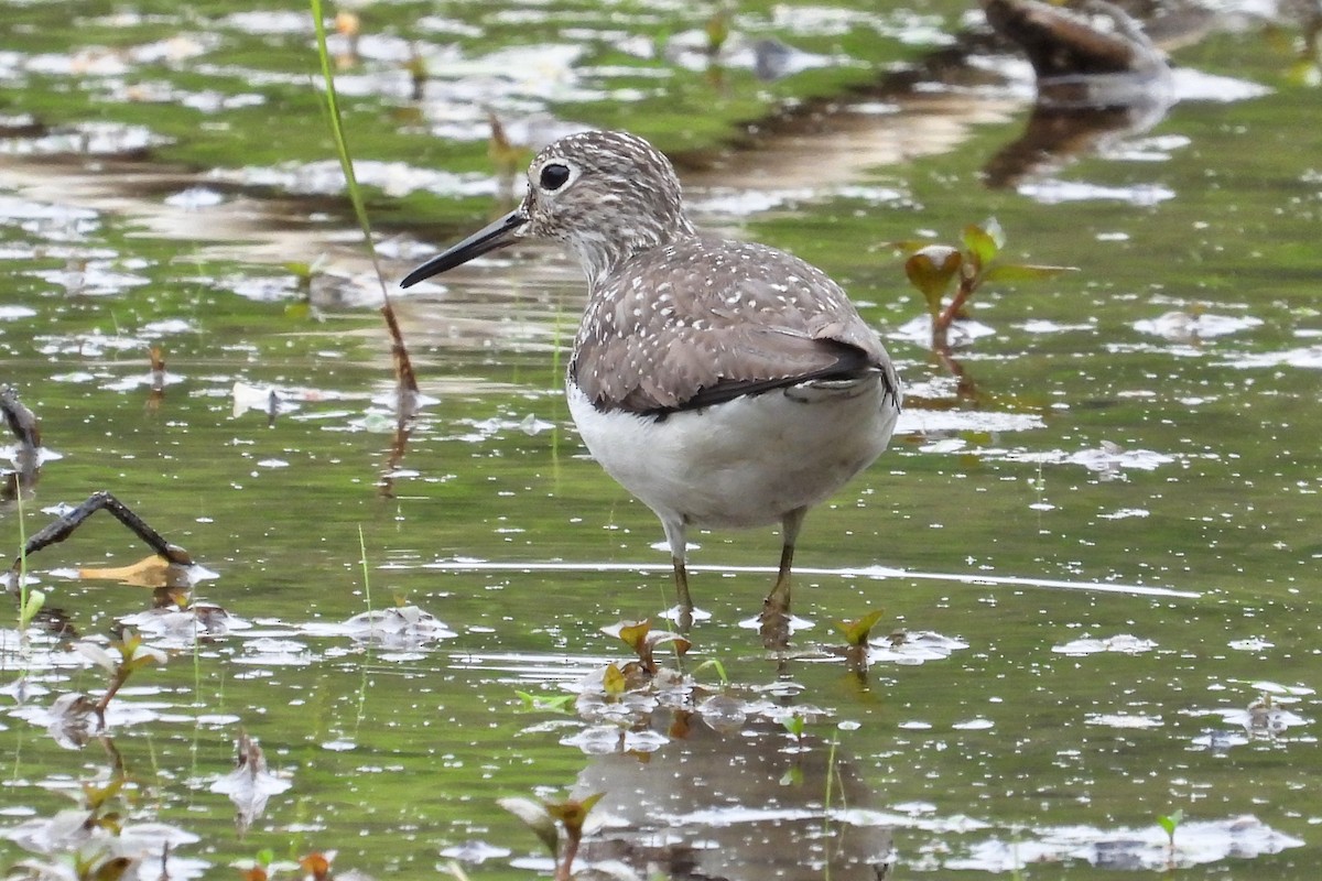 Solitary Sandpiper - ML618035363