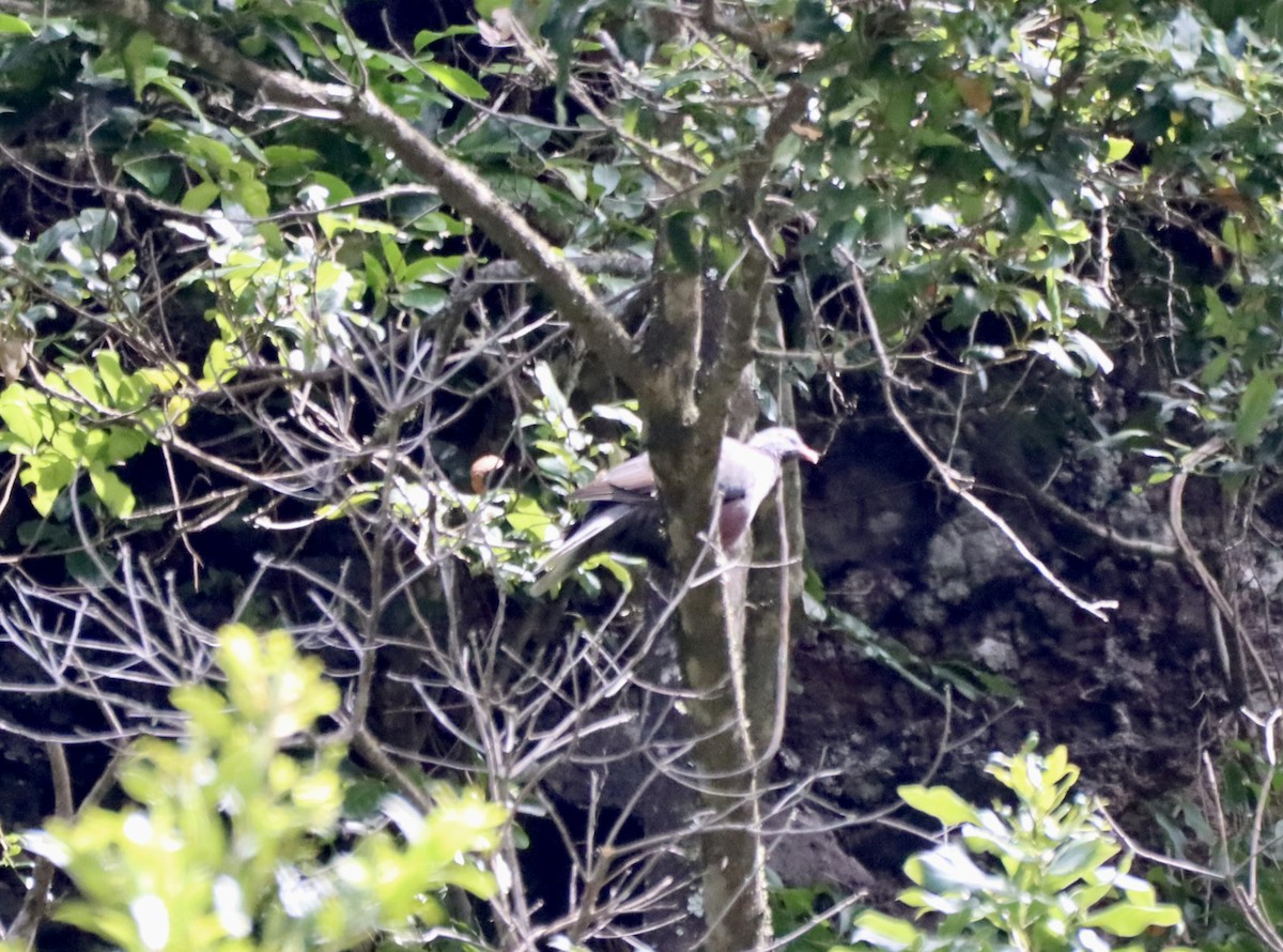 Laurel Pigeon - ML618035412