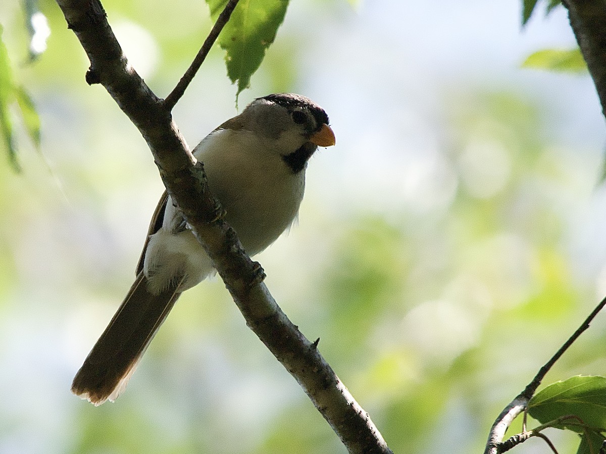 Gray-headed Parrotbill - ML618035444