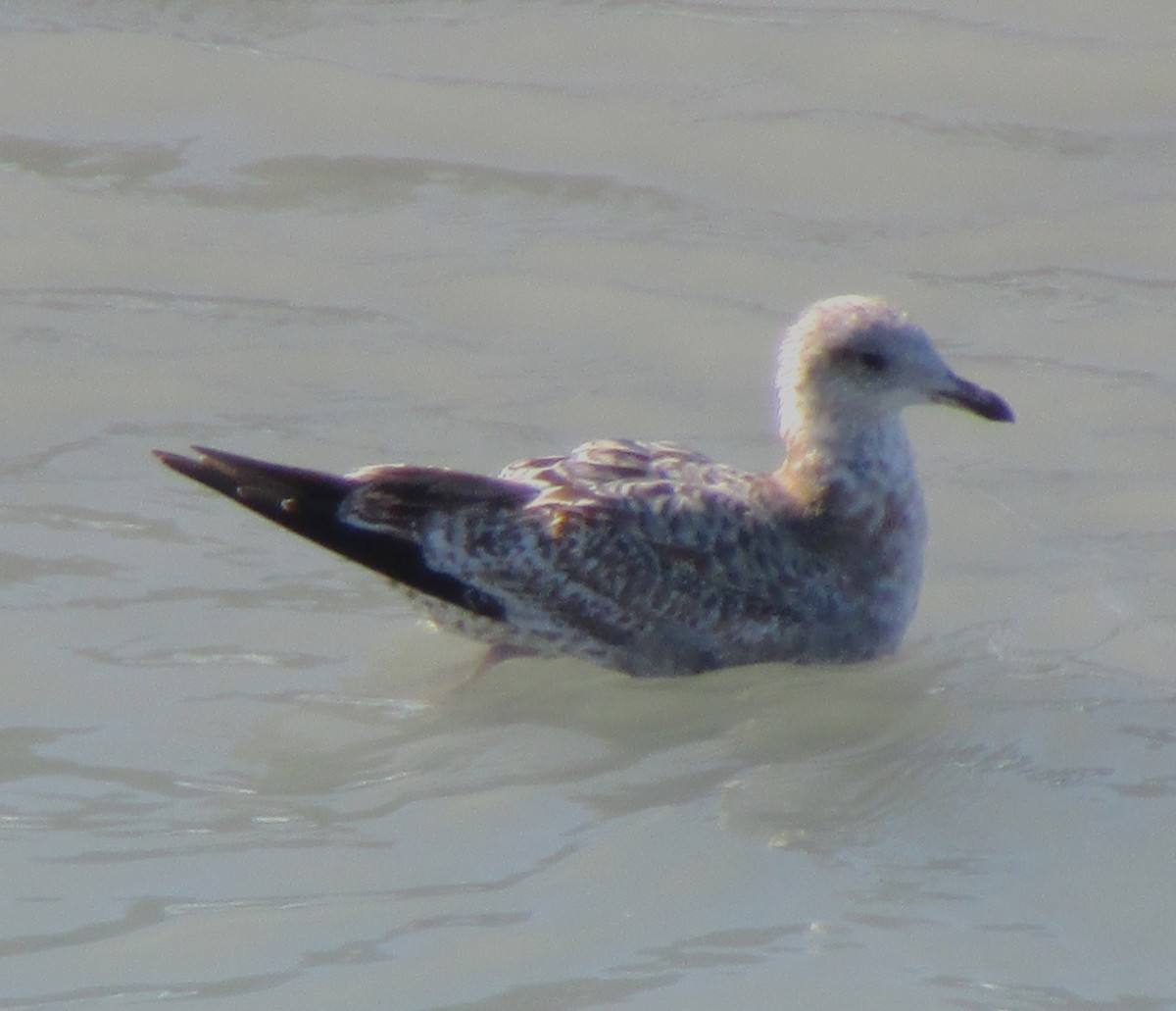 Short-billed Gull - Sandy Winkler