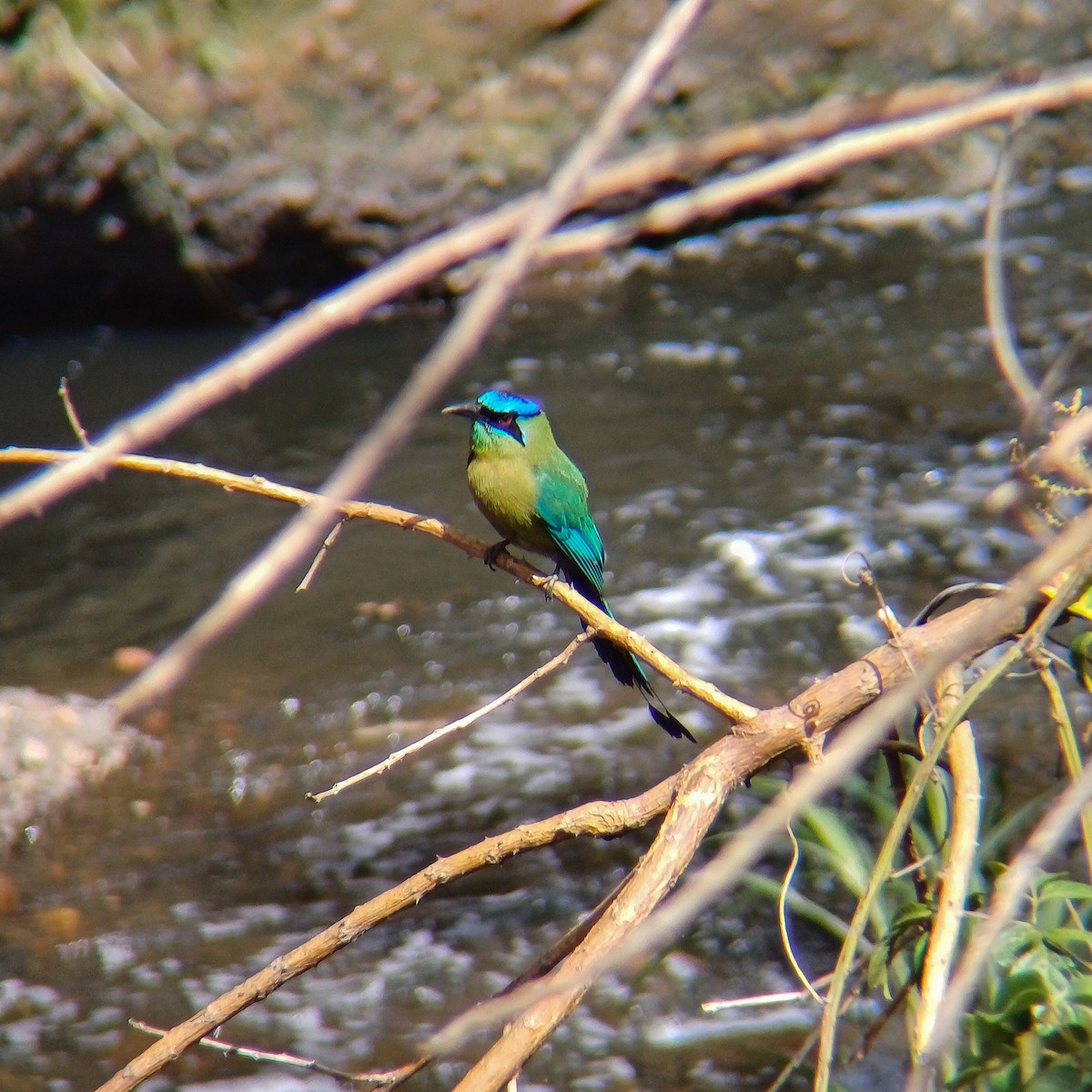 Lesson's Motmot - ML618035548