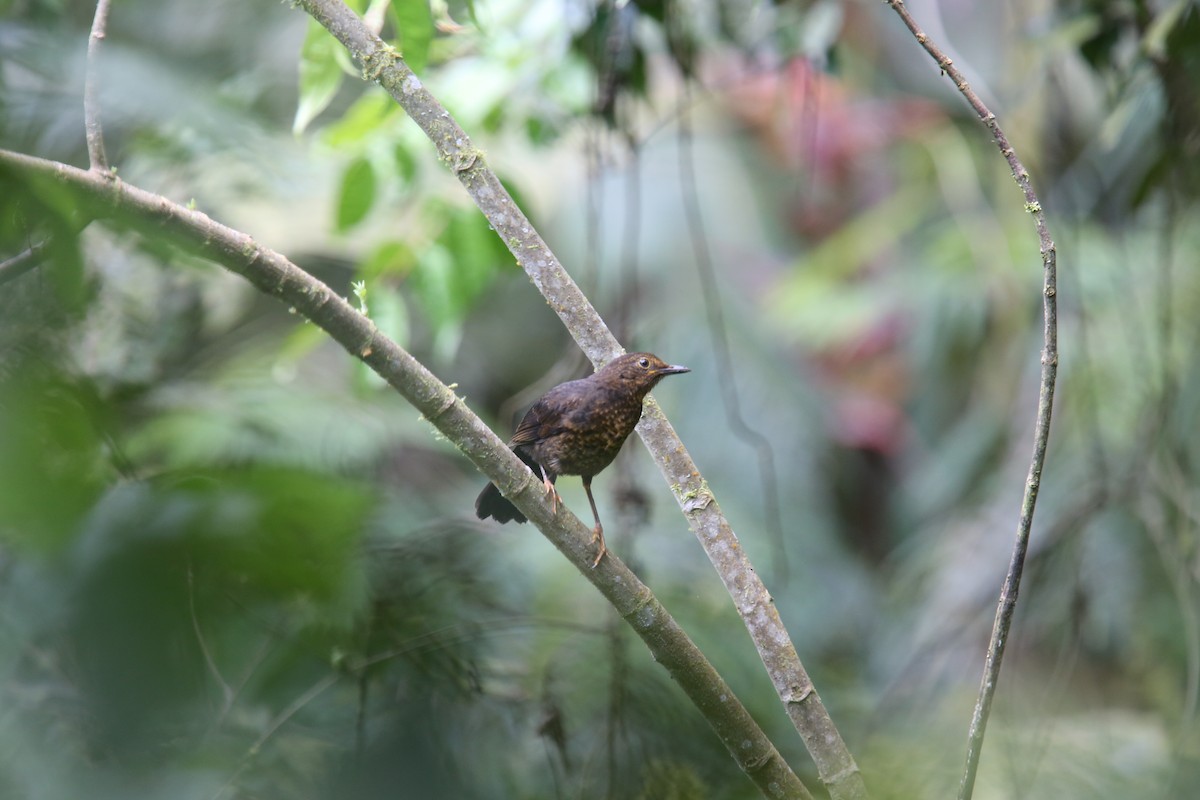 Glossy-black Thrush - ML618035560