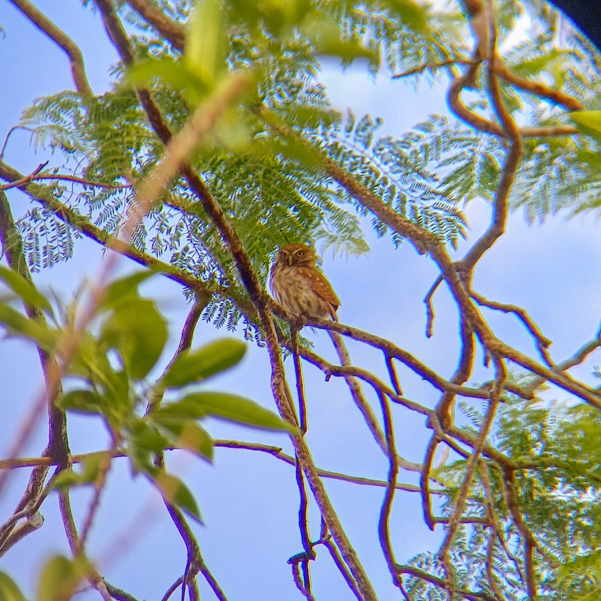 Ferruginous Pygmy-Owl - ML618035564