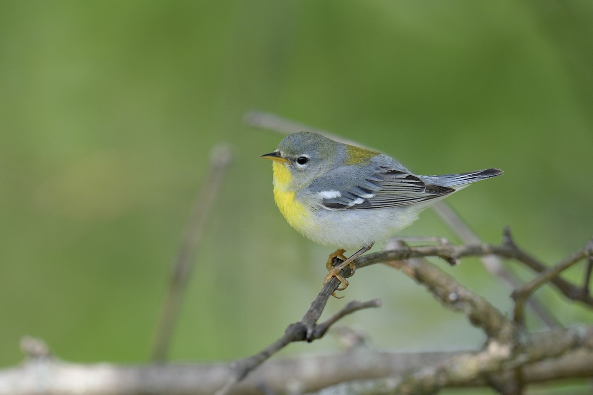 Northern Parula - ML618035598