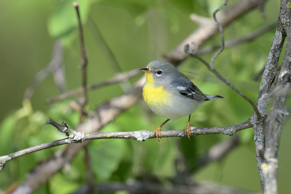 Northern Parula - ML618035600