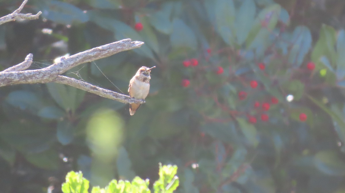 Rufous/Allen's Hummingbird - Brian Nothhelfer