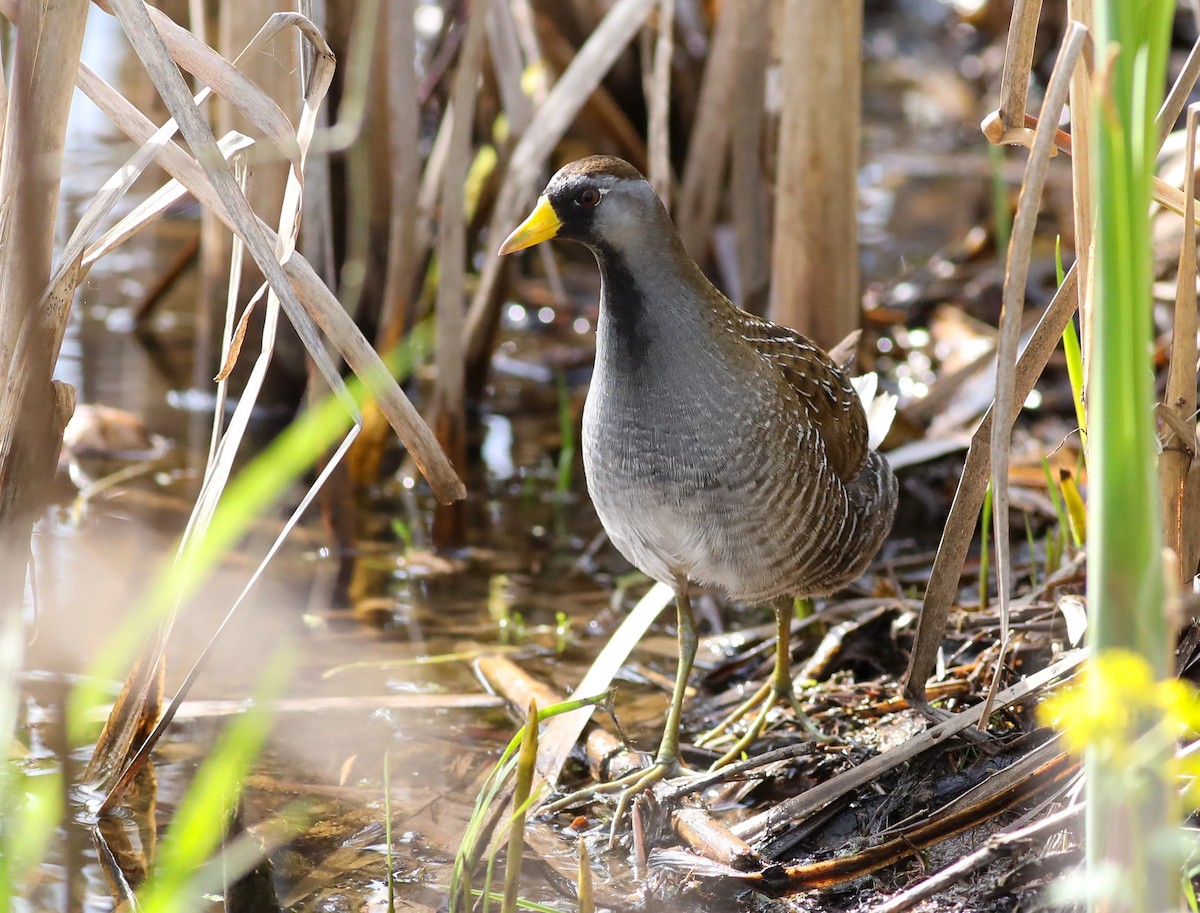 Sora - ML618035619
