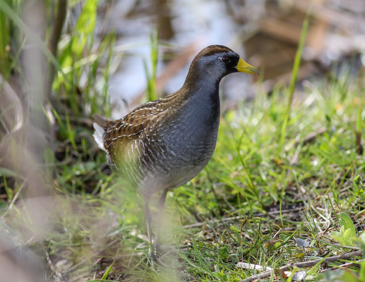 Sora - ML618035621