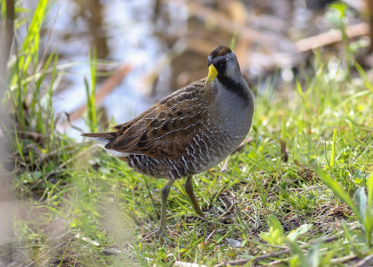 Sora - ML618035622