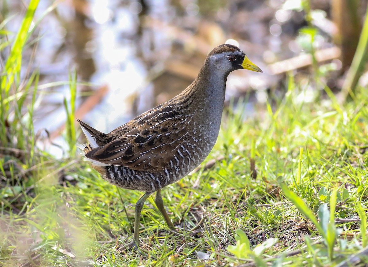 Sora - ML618035623