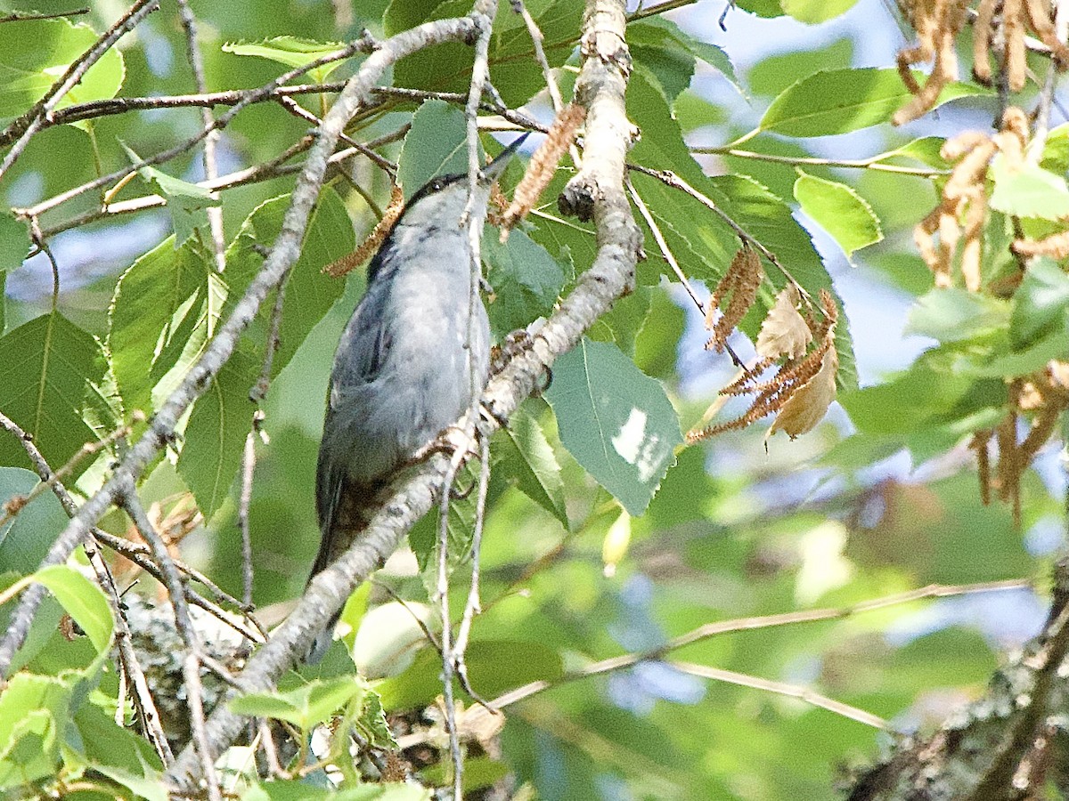 Giant Nuthatch - ML618035626