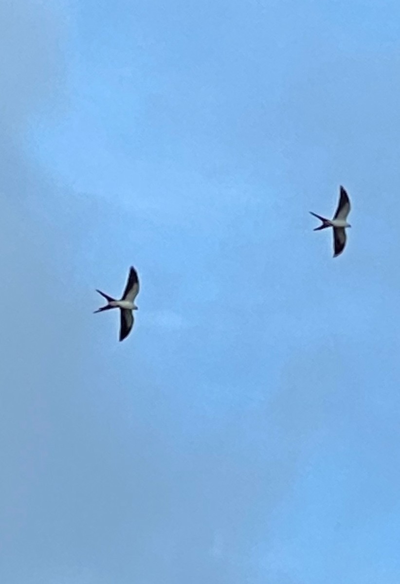 Swallow-tailed Kite - ML618035631