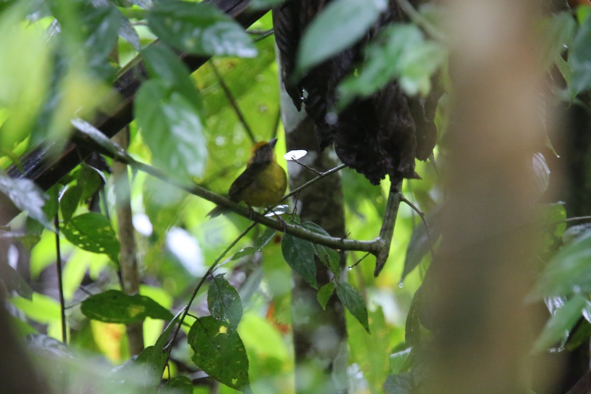 Tricolored Brushfinch (Choco) - ML618035640