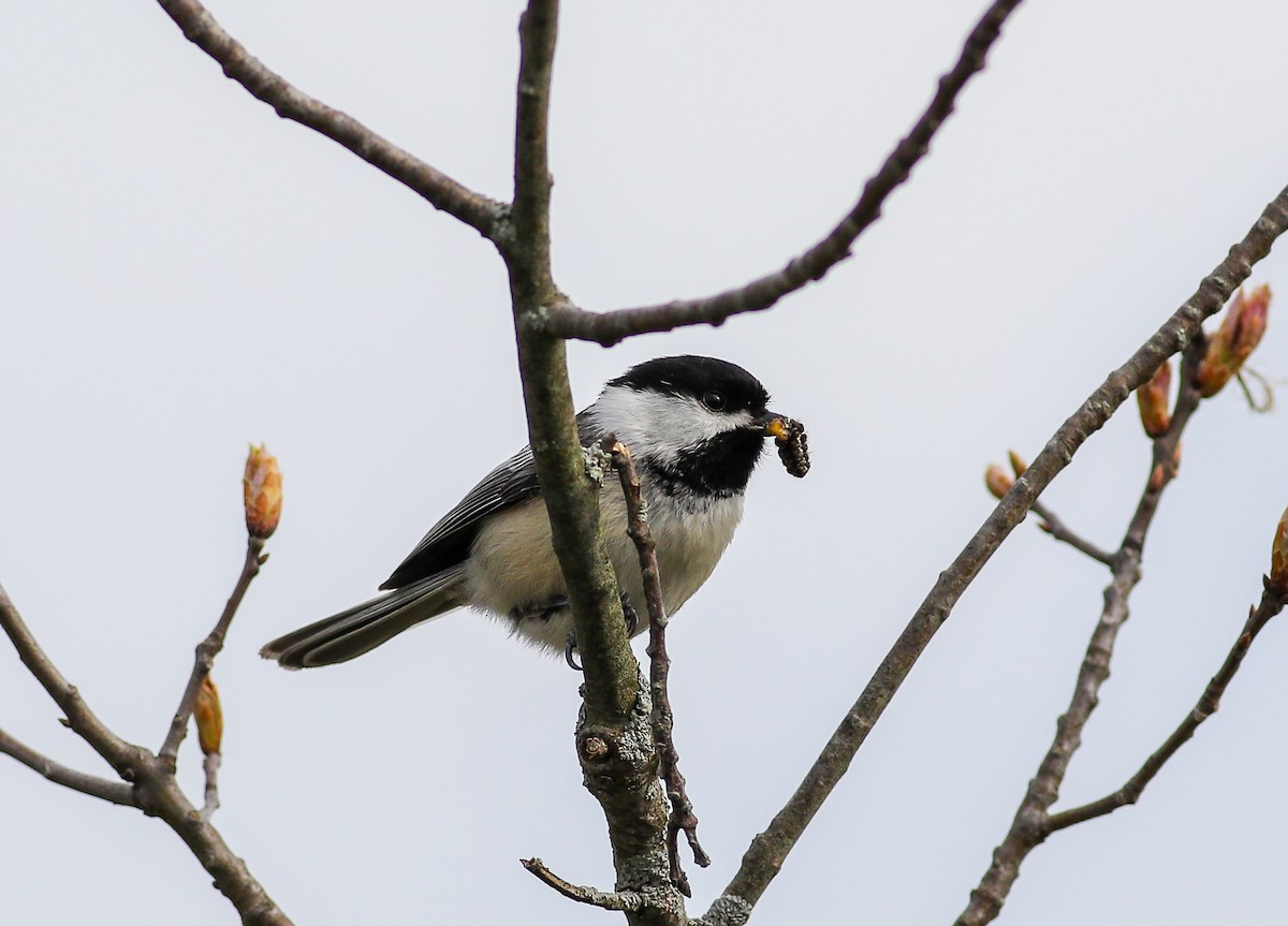 Black-capped Chickadee - ML618035641