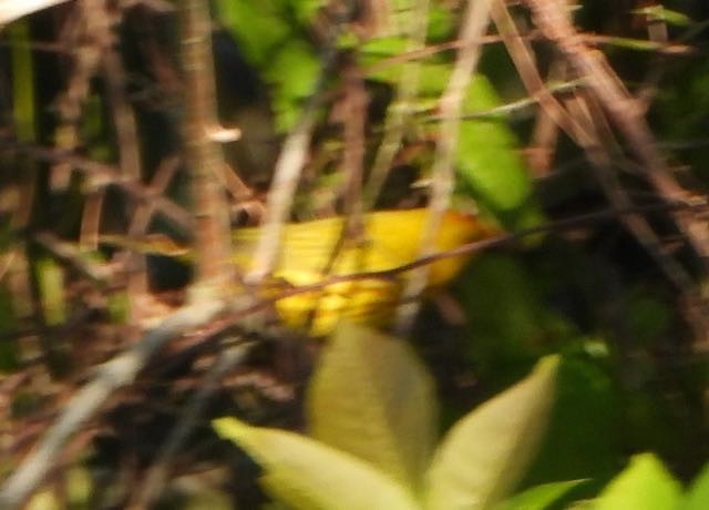 Yellow Warbler - Vern Tunnell