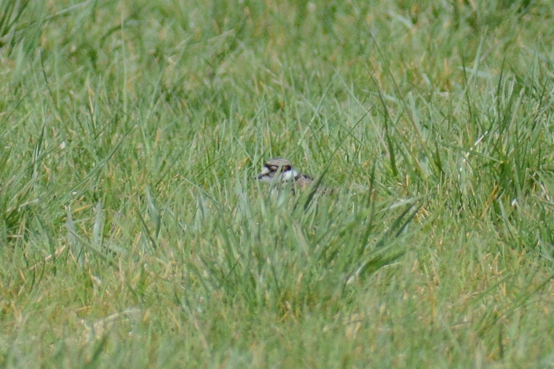 Killdeer - ML618035650