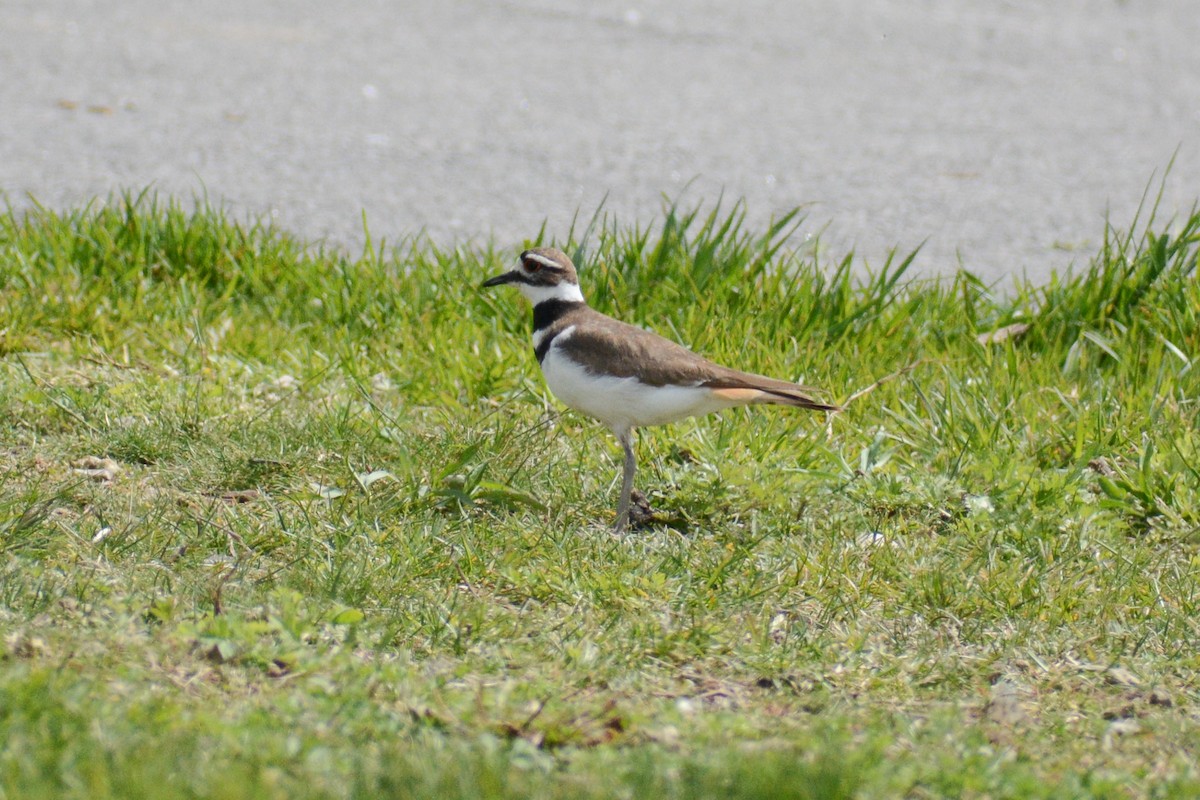 Killdeer - ML618035652