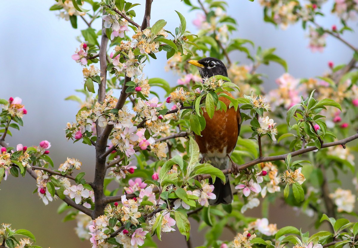 American Robin - ML618035656
