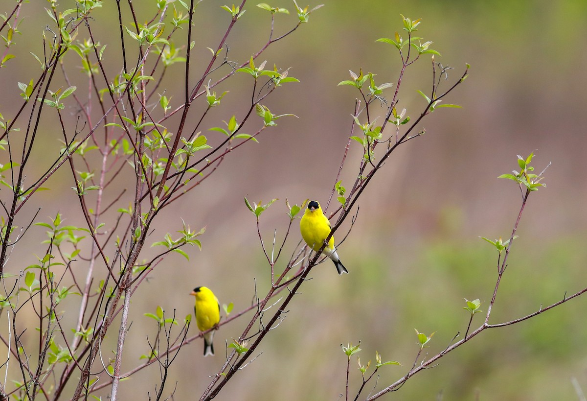 American Goldfinch - ML618035658
