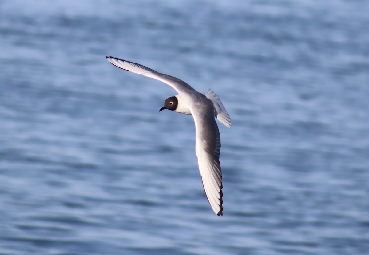 Bonaparte's Gull - ML618035669