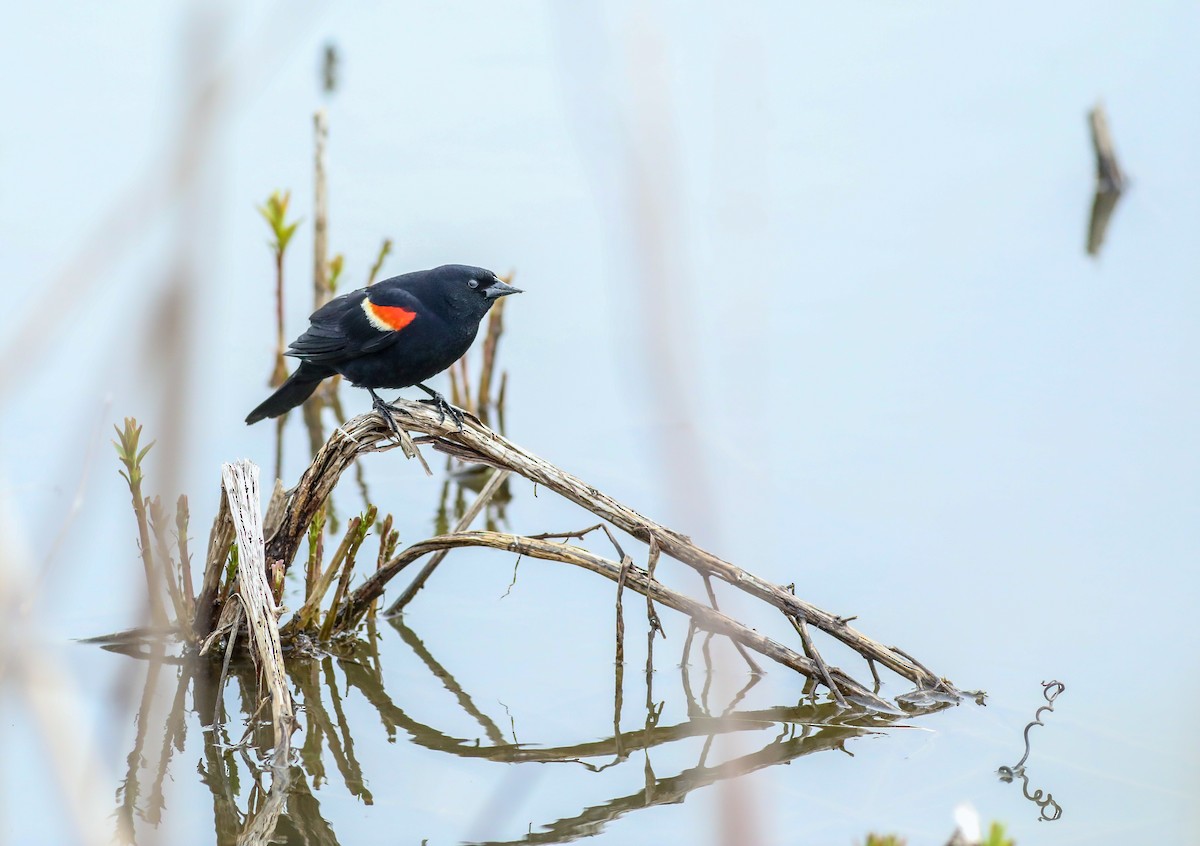 Red-winged Blackbird - Debbie Parker