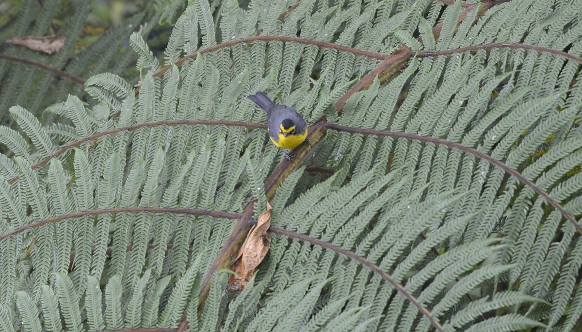 Spectacled Redstart - Spencer Vanderhoof