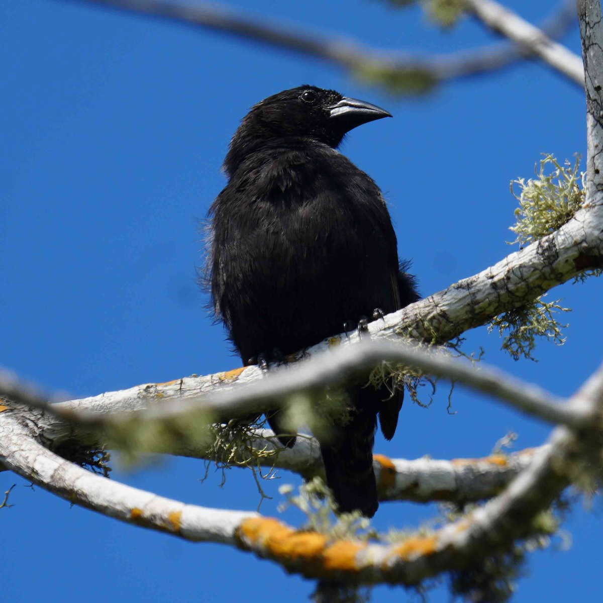 Common Cactus-Finch - ML618035695