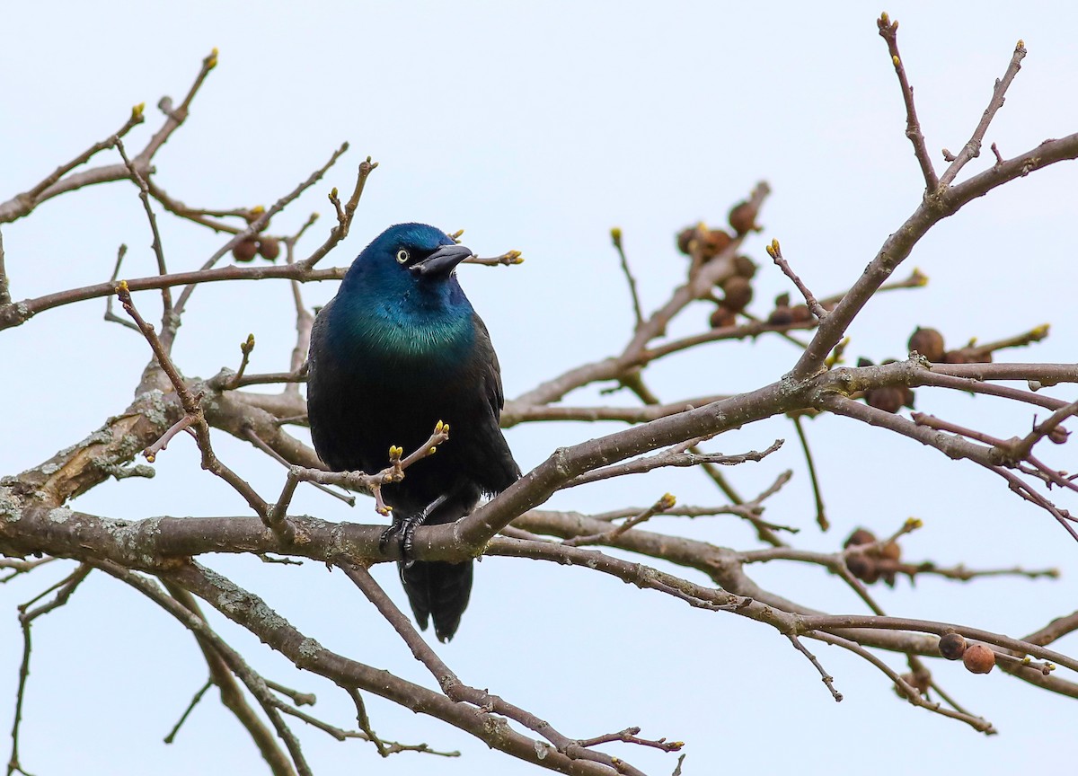 Common Grackle - ML618035696