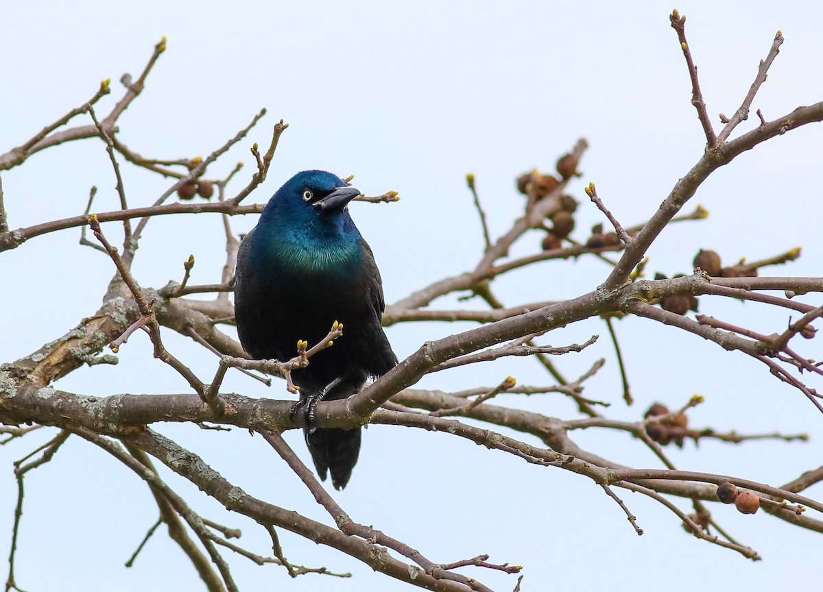 Common Grackle - Debbie Parker