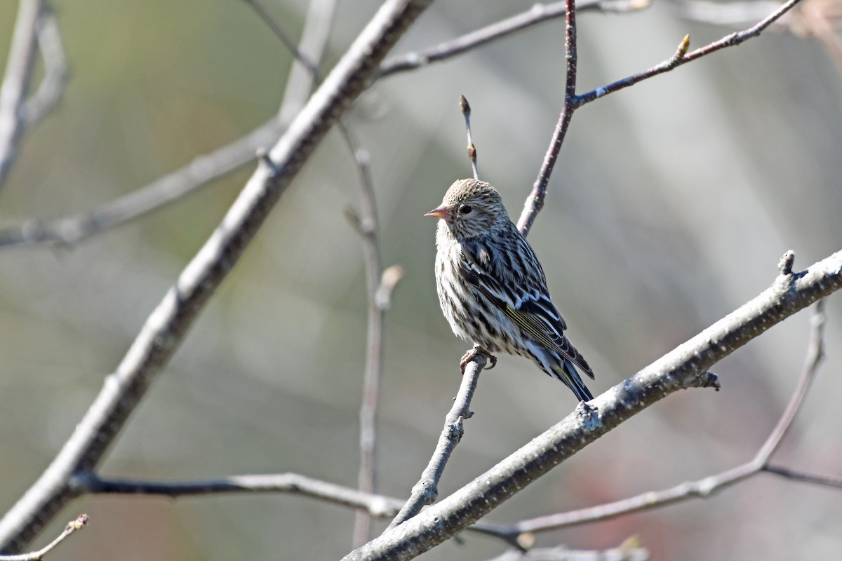 Pine Siskin - Norma Van Alstine