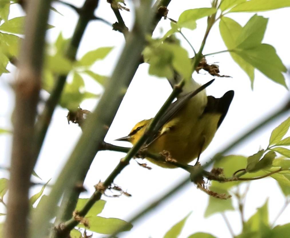 Blue-winged Warbler - ML618035728