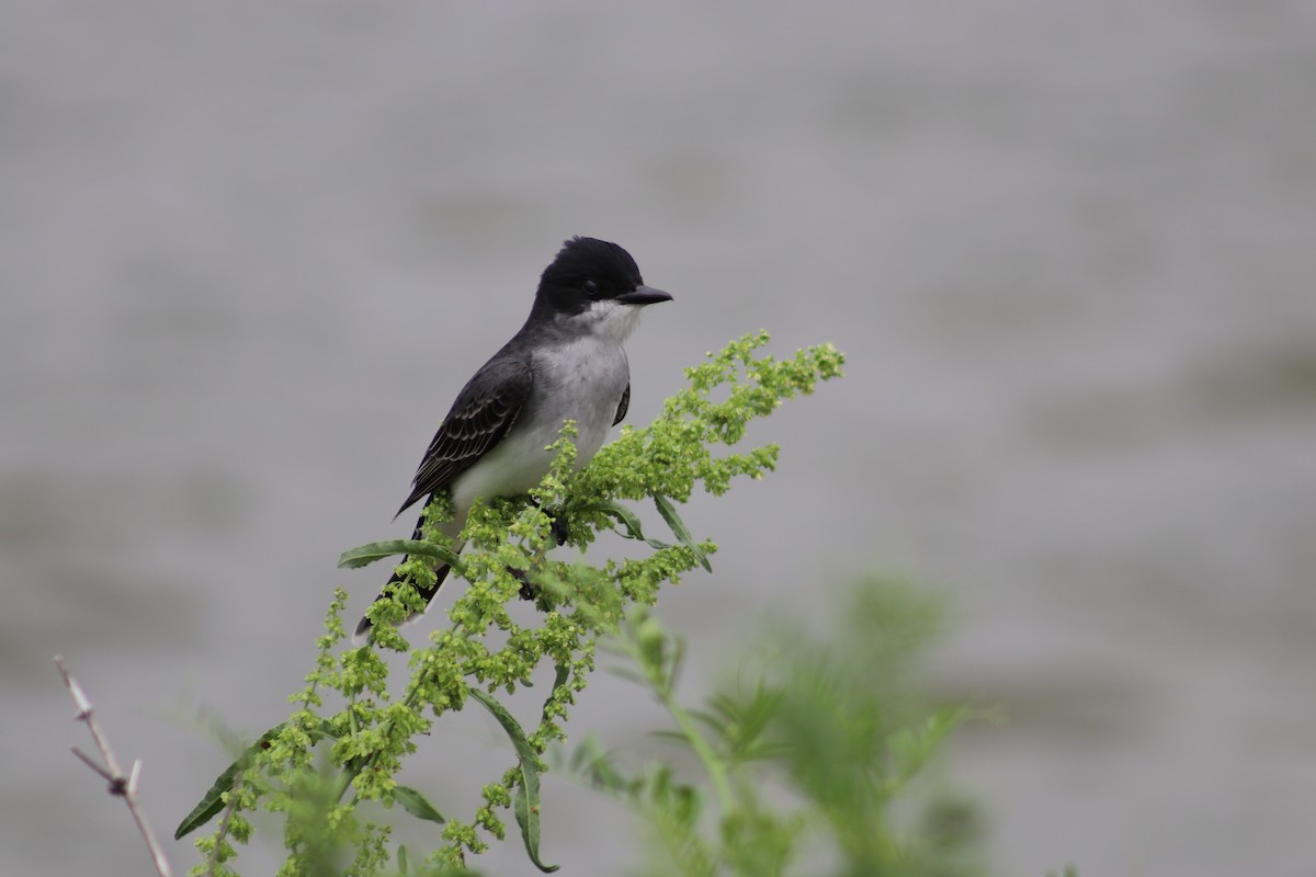 Eastern Kingbird - ML618035729