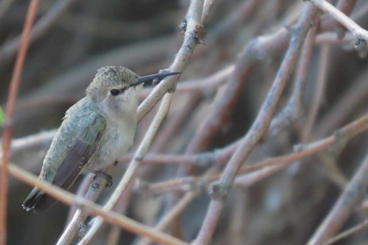 Costa's Hummingbird - ML618035739