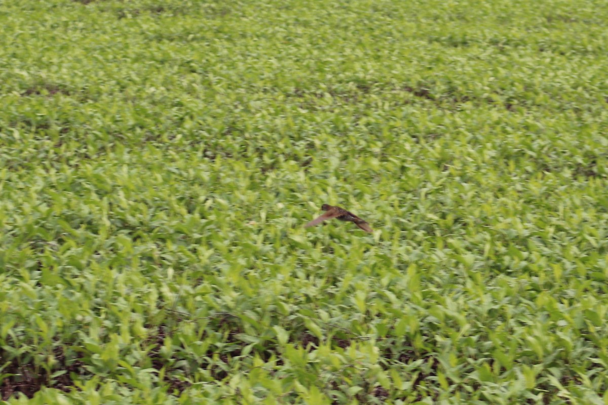Carolinasumpfhuhn - ML618035749
