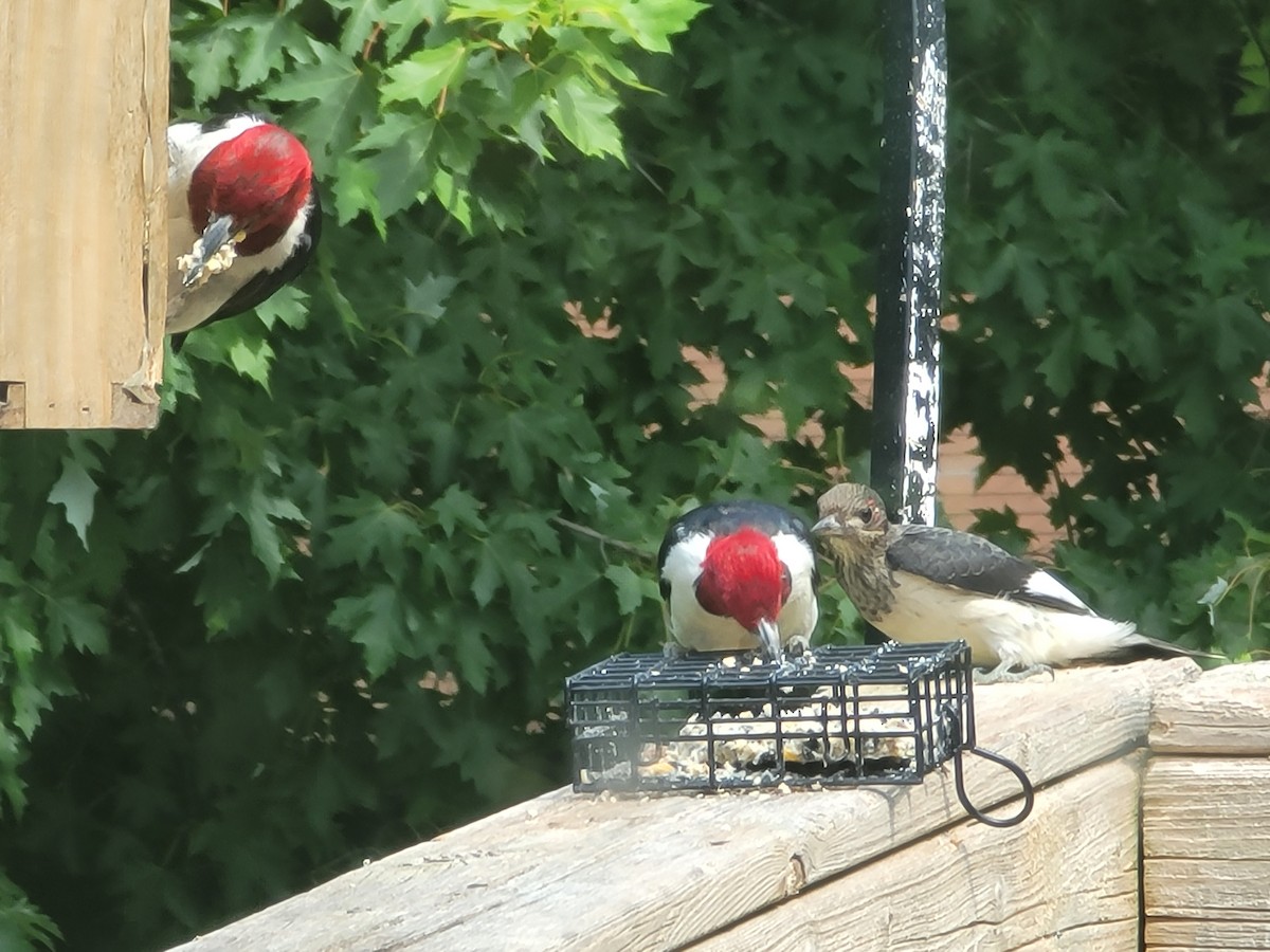 Red-headed Woodpecker - ML618035751