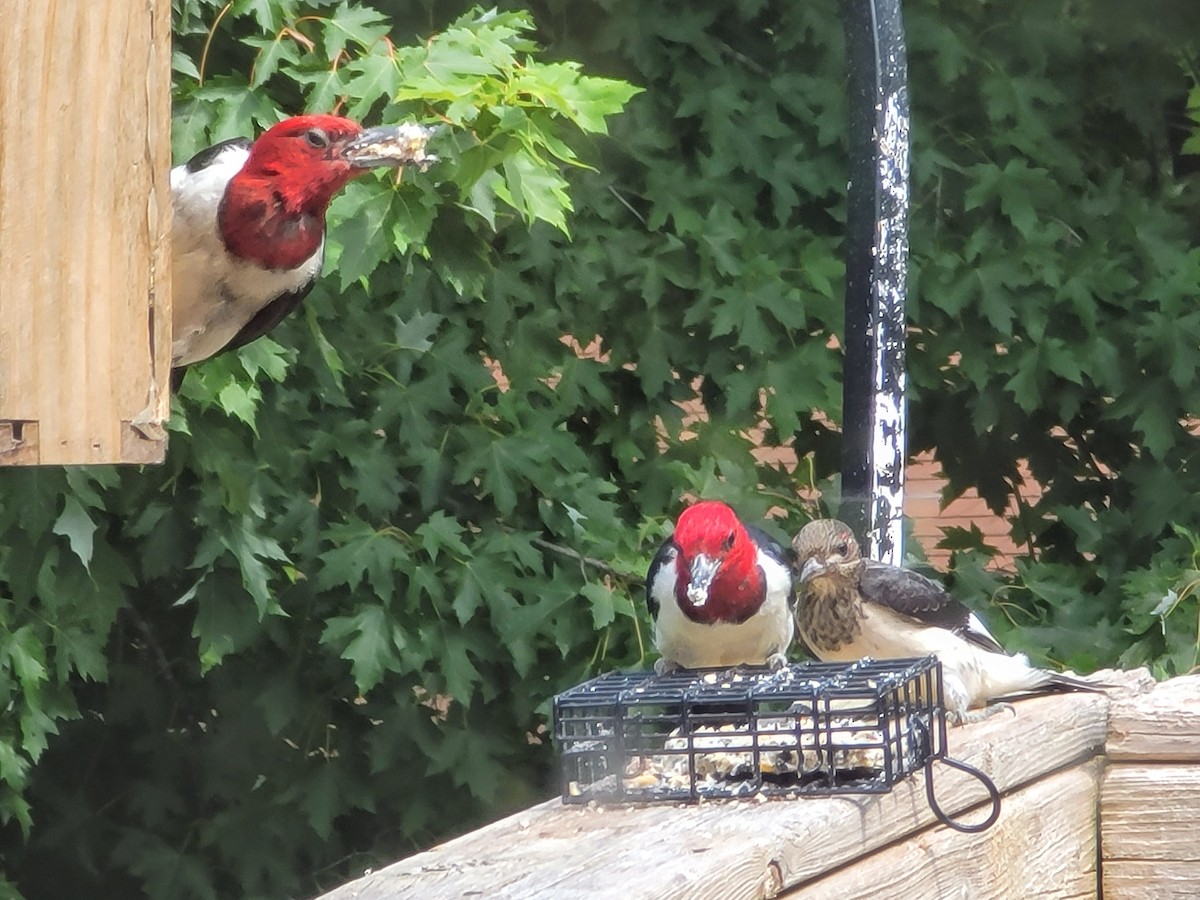 Red-headed Woodpecker - ML618035752