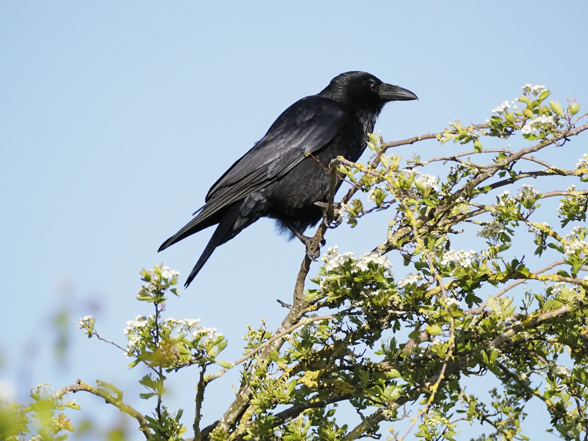 Carrion Crow - ML618035754