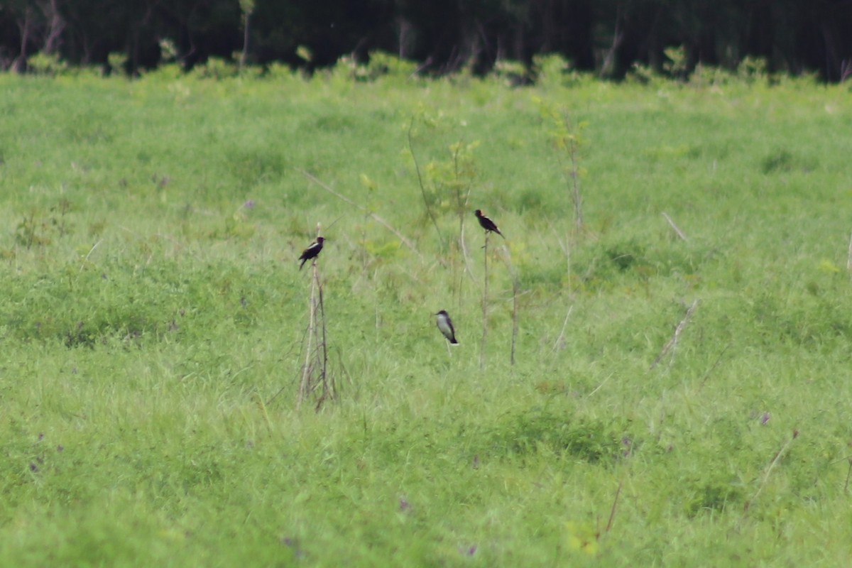 Bobolink - ML618035760