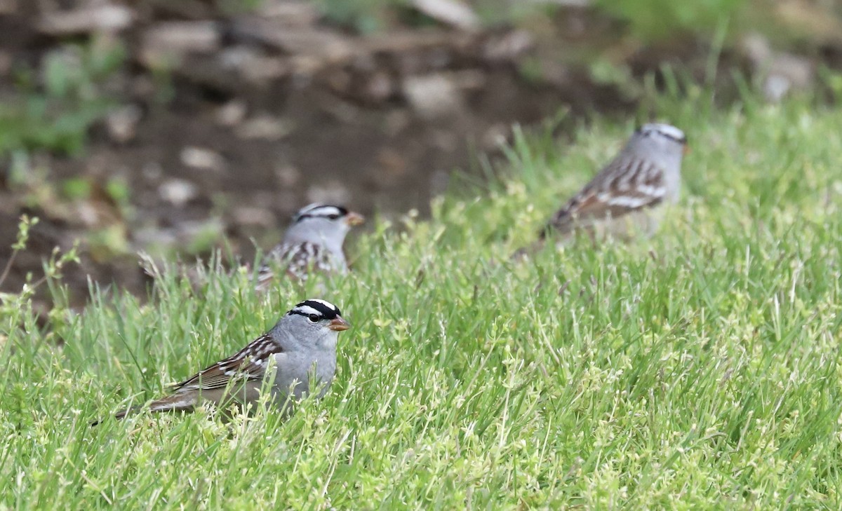White-crowned Sparrow - ML618035762