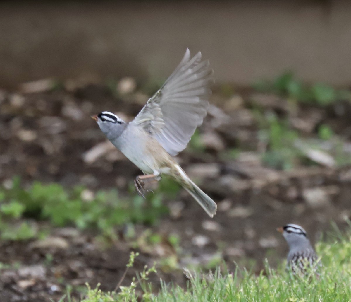 White-crowned Sparrow - ML618035771