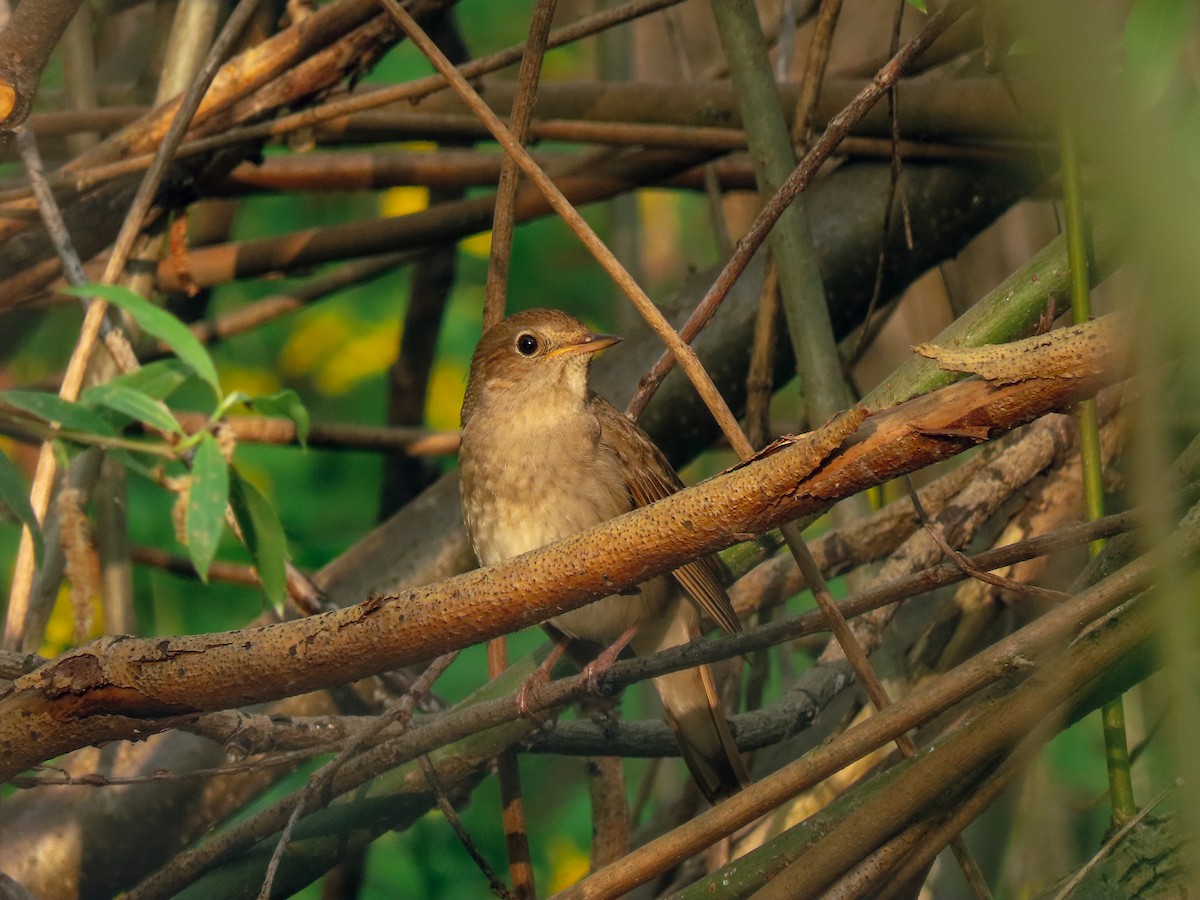 Thrush Nightingale - Maksym Repa