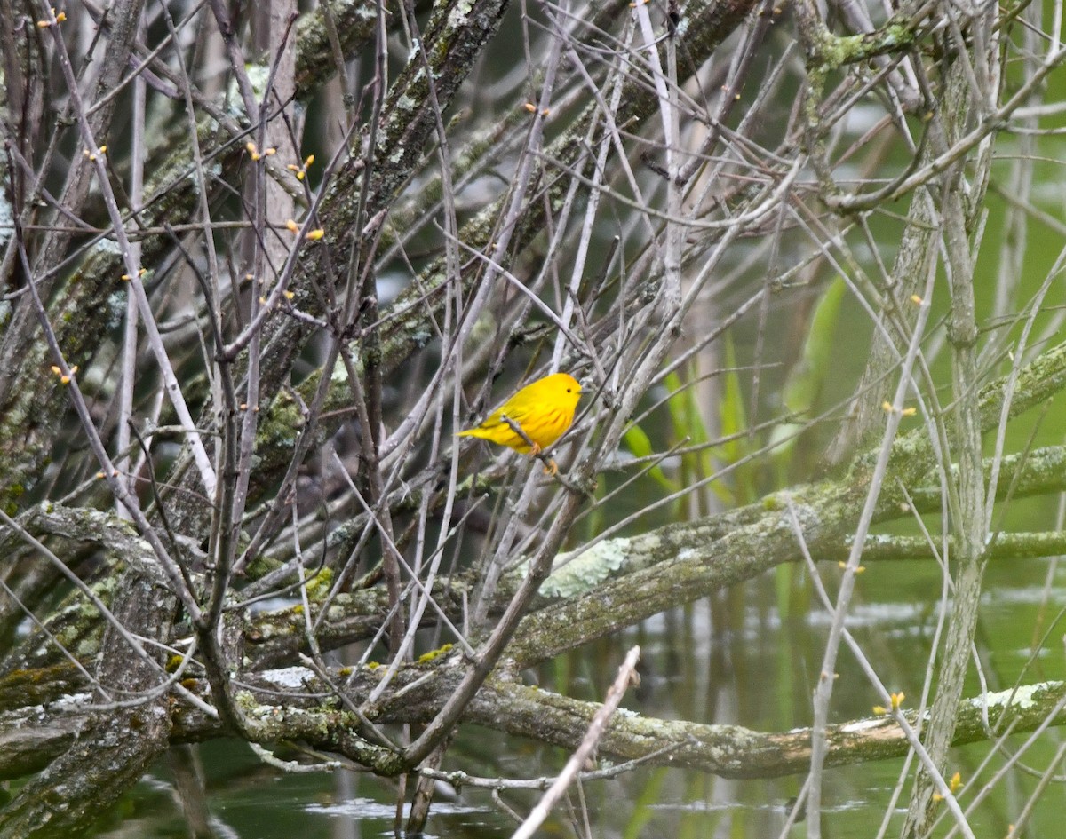 Yellow Warbler - ML618035819