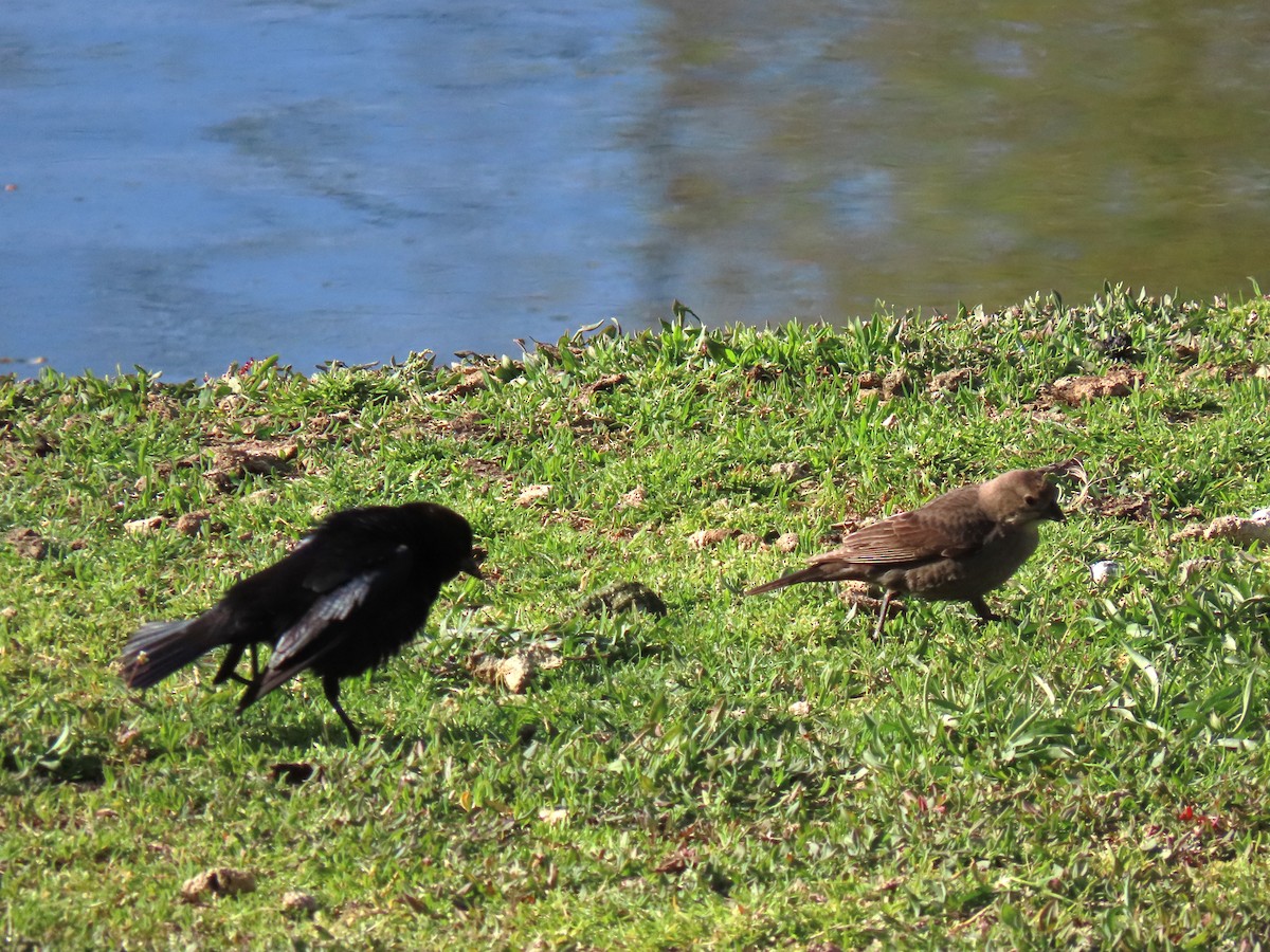 Brown-headed Cowbird - ML618035845