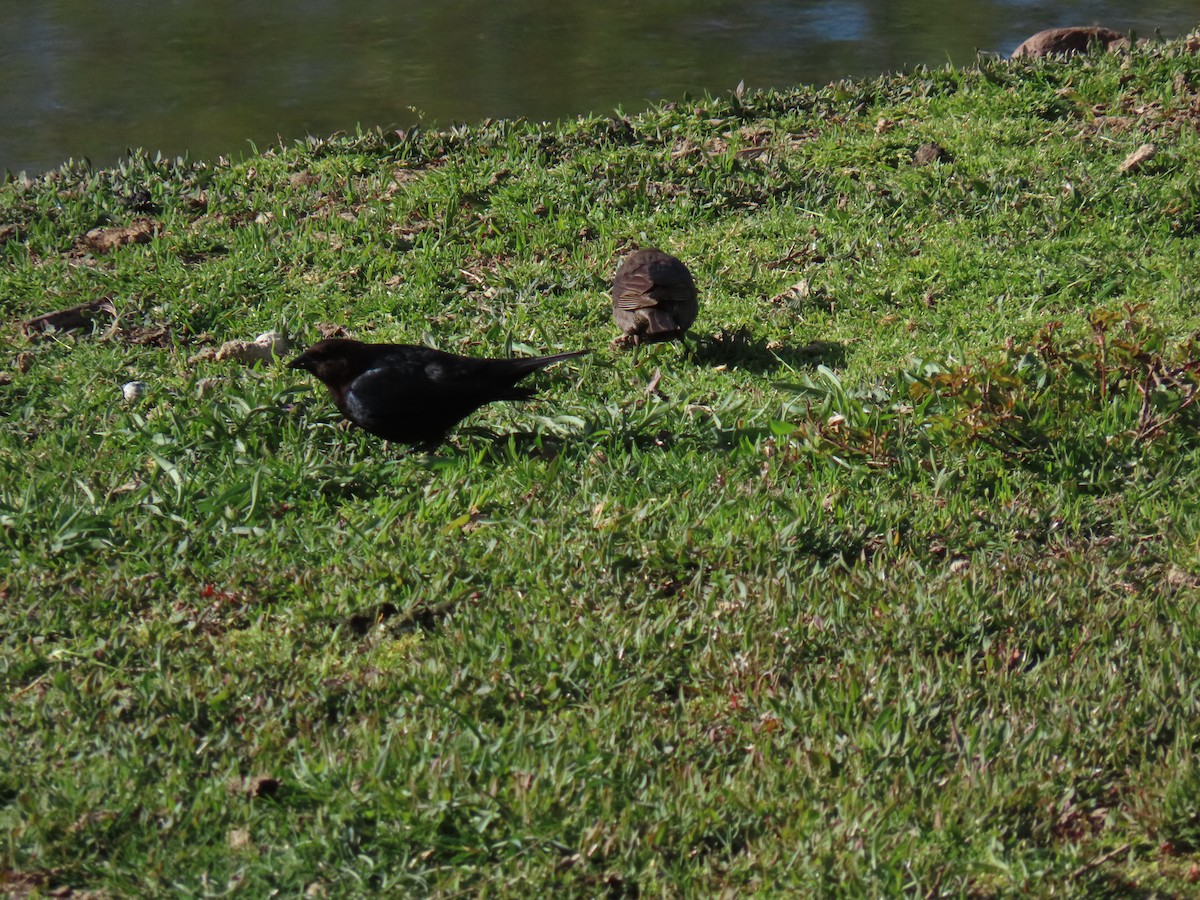 コウウチョウ - ML618035846