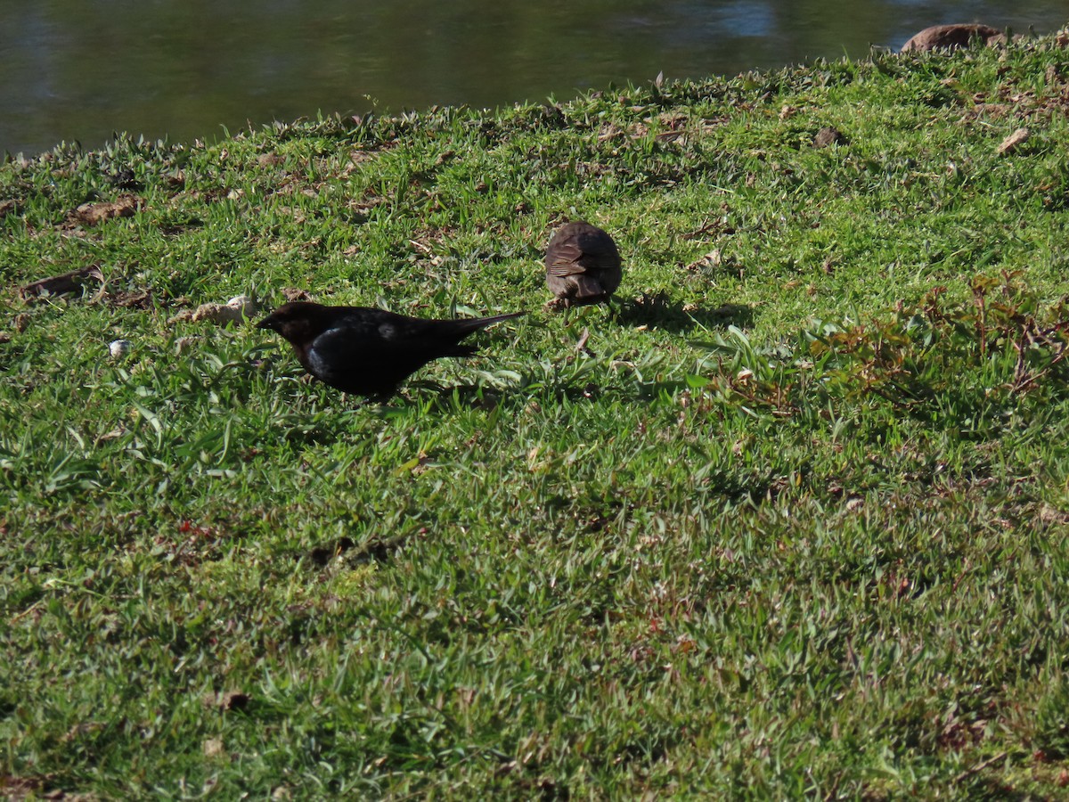 Brown-headed Cowbird - John Gaglione